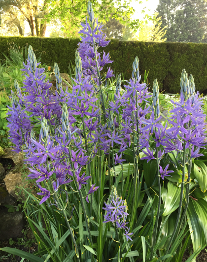 Camassia leichtlinii 'Caerulea' 